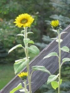 Rogue Sunflowers, Late Bloomers